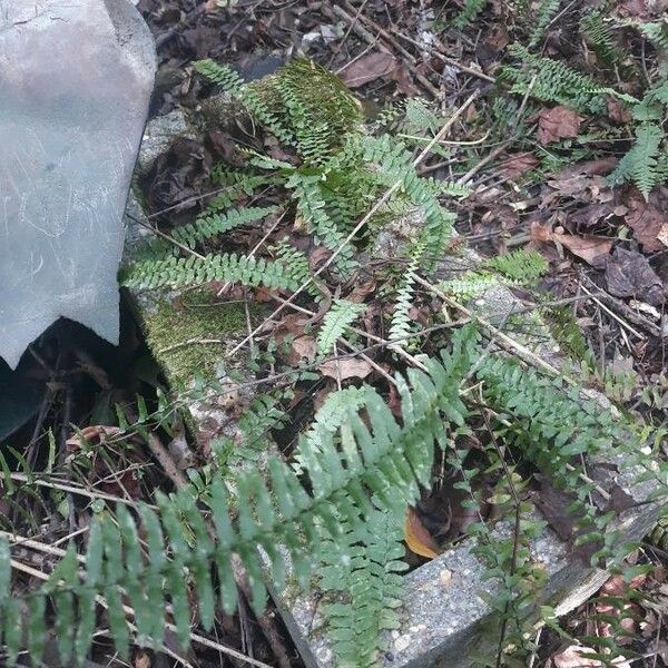 Asplenium platyneuron Habitus