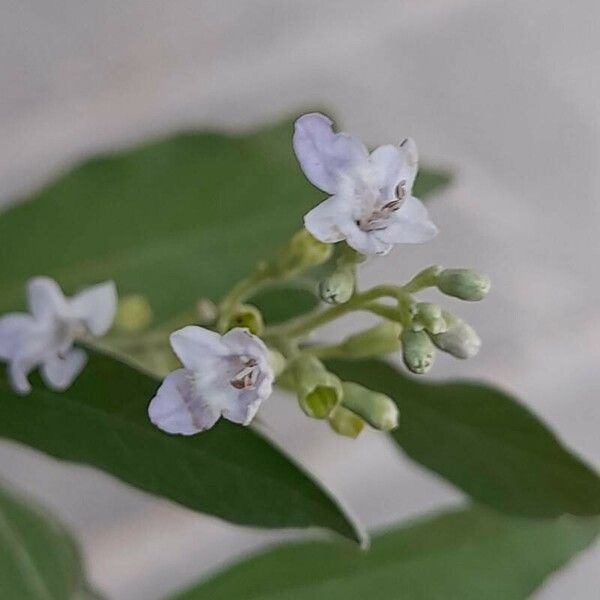 Vitex trifolia Kwiat