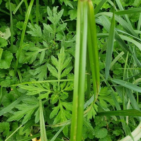 Cyperus esculentus 叶