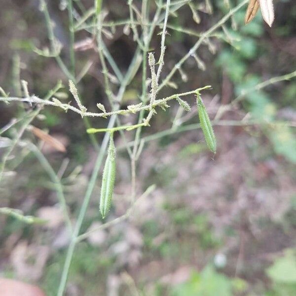 Andrographis paniculata Fruit