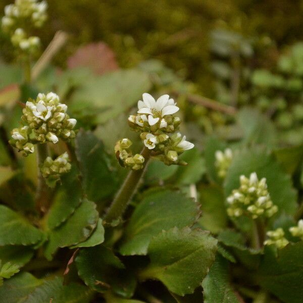 Micranthes virginiensis Plante entière