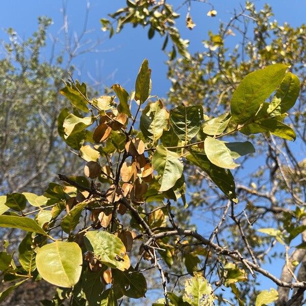 Combretum apiculatum पत्ता