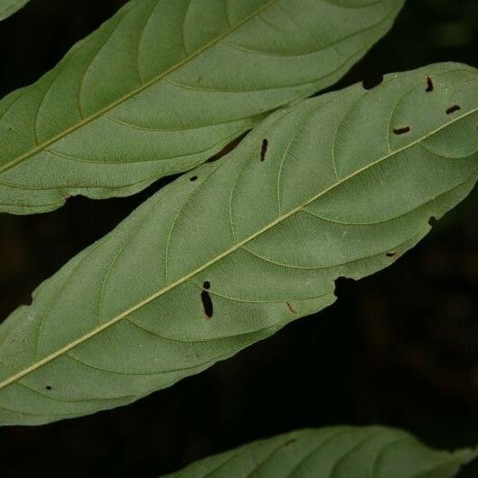 Ryania speciosa Leaf