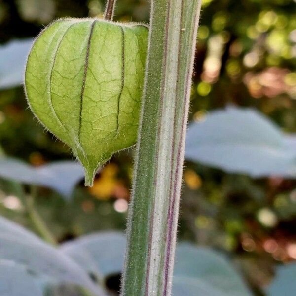 Physalis peruviana Fruit