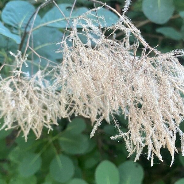 Cotinus obovatus Frugt