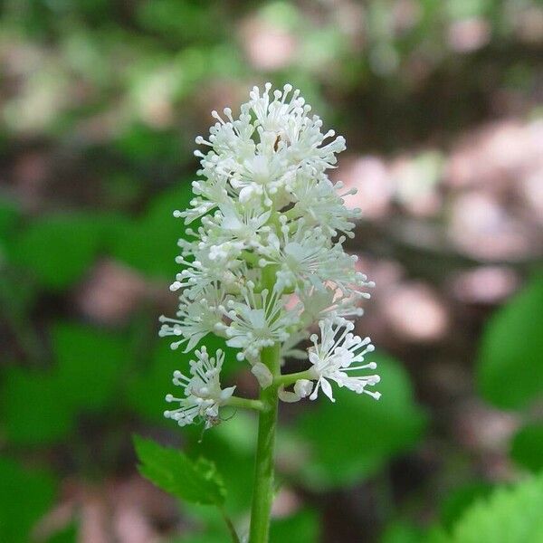 Actaea pachypoda Blomst