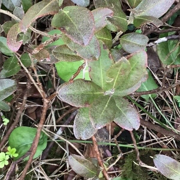 Chamaedaphne calyculata Blatt