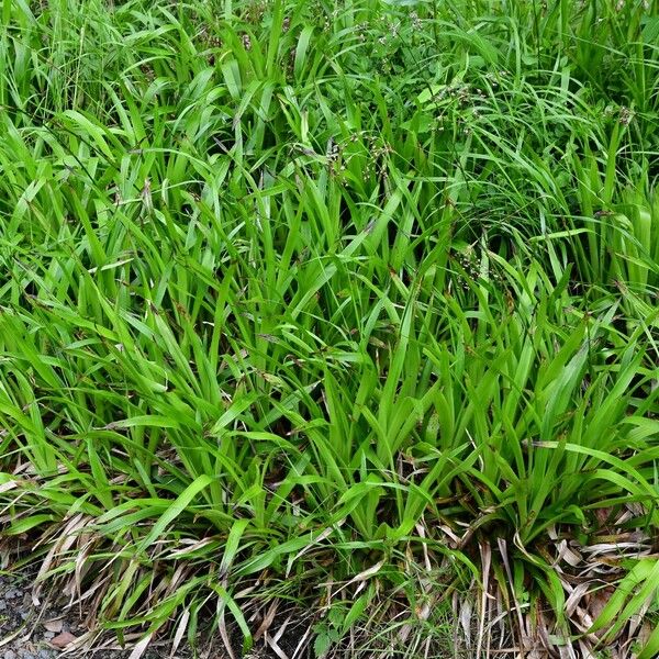 Luzula sylvatica Habit