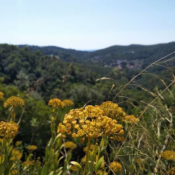 Bupleurum fruticosum ᱵᱟᱦᱟ