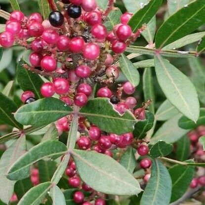 Pistacia lentiscus Fruit