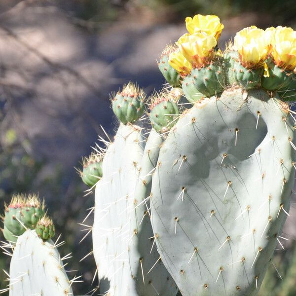 Opuntia robusta Blomst