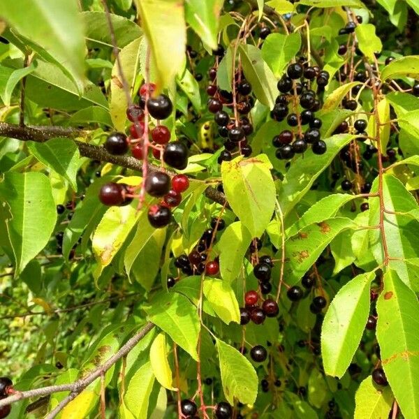 Prunus serotina 果實