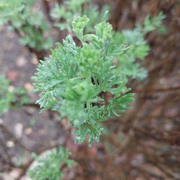 Artemisia abrotanum Blad