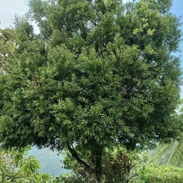 Podocarpus urbanii Habit