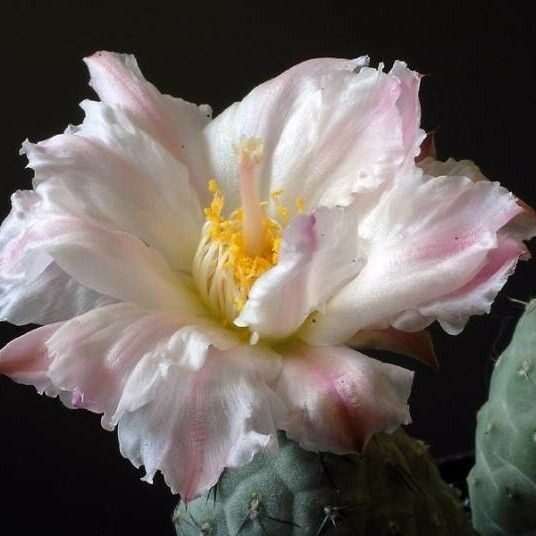 Tephrocactus alexanderi Blomma