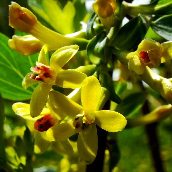 Ribes aureum Blüte