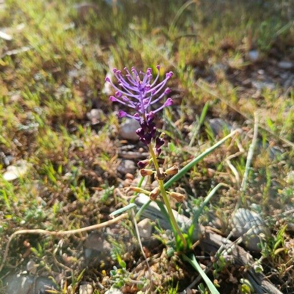 Muscari comosum Квітка