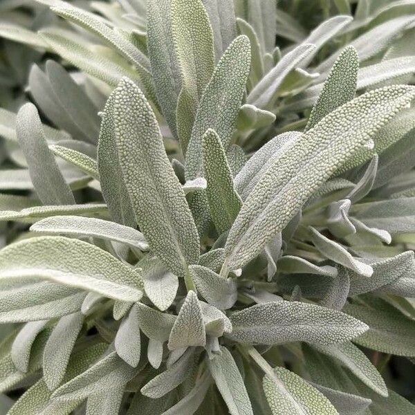 Salvia officinalis Leaf