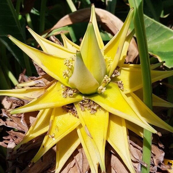 Musella lasiocarpa Flor