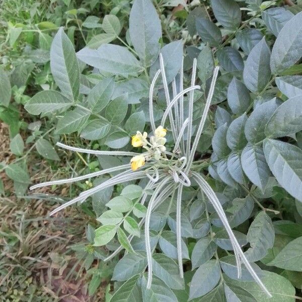 Senna hirsuta Flower