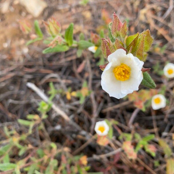 Cistus inflatus പുഷ്പം