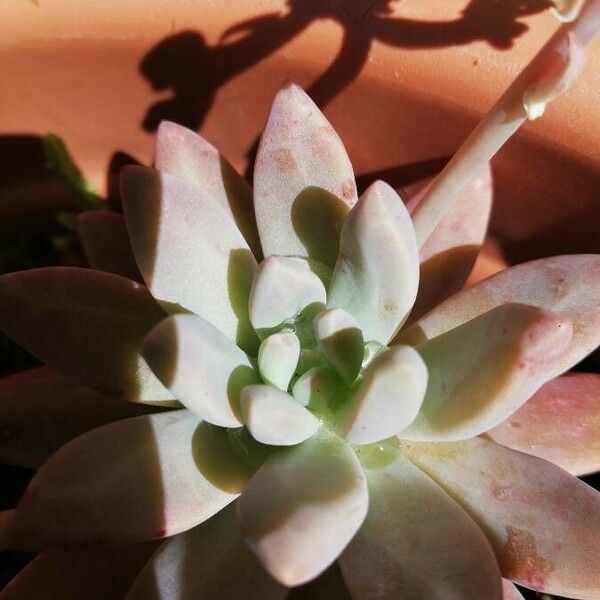 Dudleya greenei Blatt