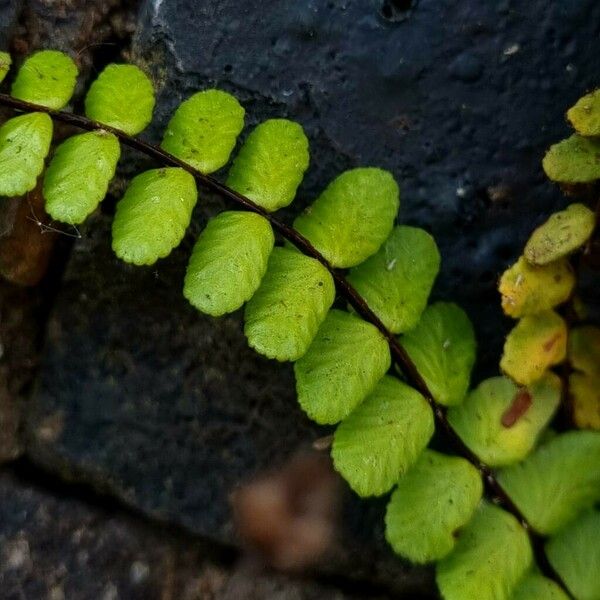 Asplenium trichomanes Leaf