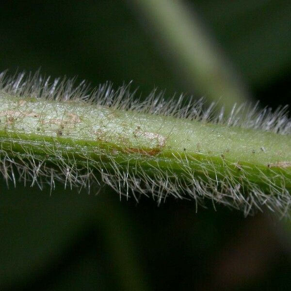 Acalypha macrostachya Bark