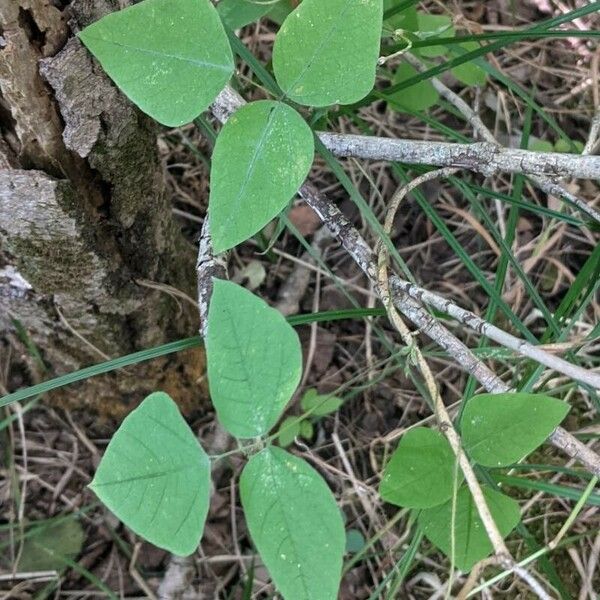 Amphicarpaea bracteata Fuelha