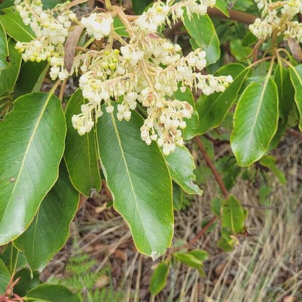 Arbutus menziesii 花