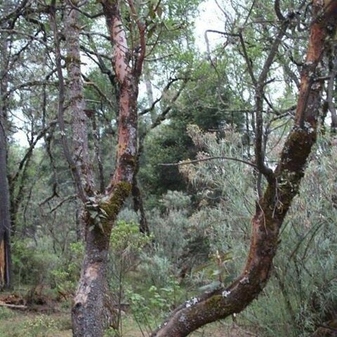 Arbutus xalapensis Hábito