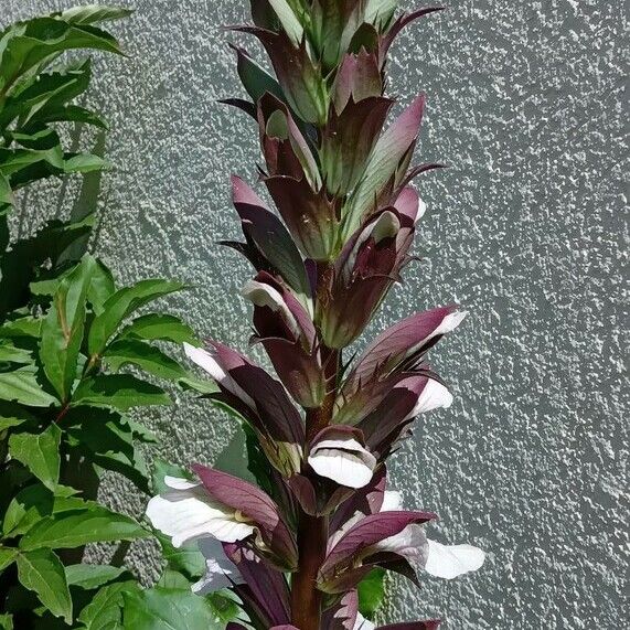 Acanthus mollis Žiedas