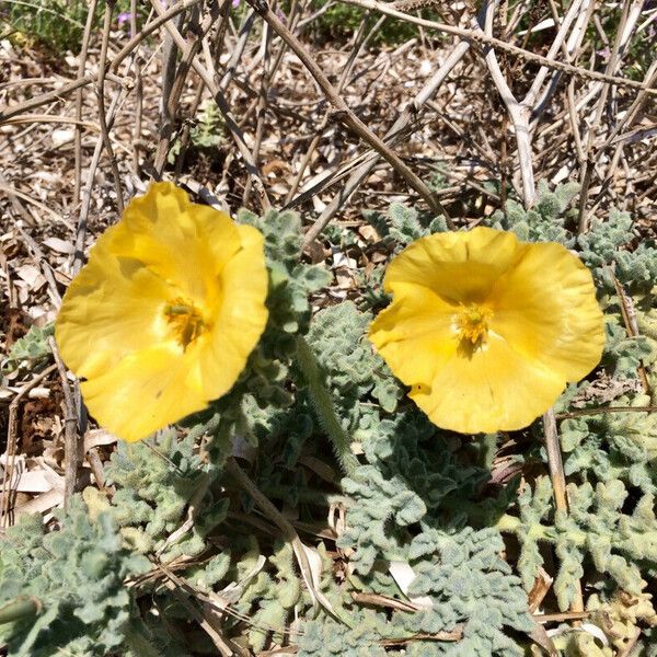 Glaucium flavum ফুল