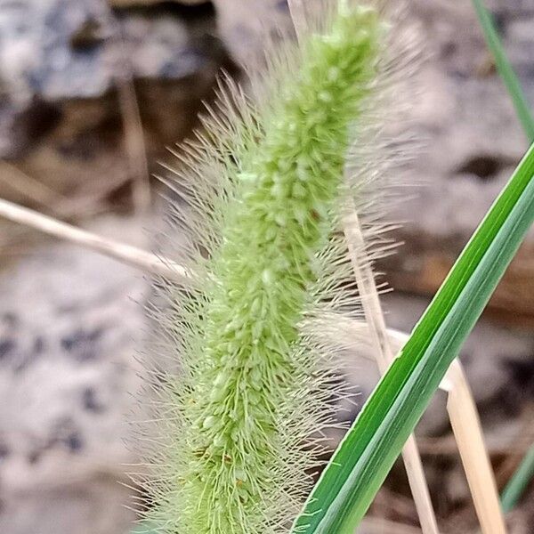 Setaria viridis Fruit