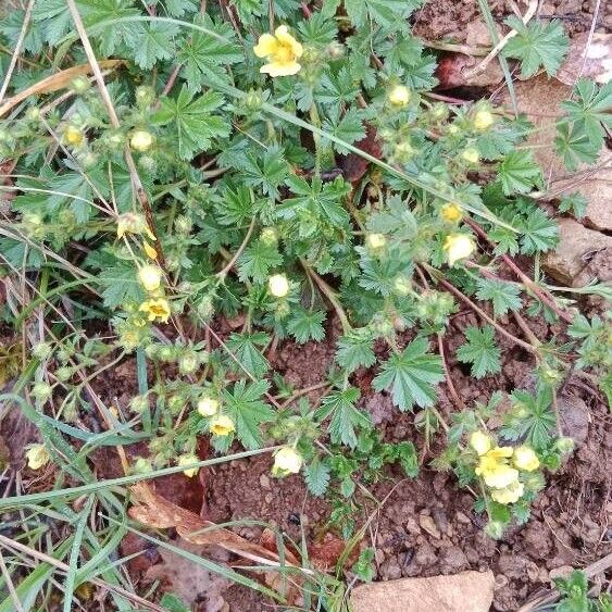 Potentilla verna Hábito