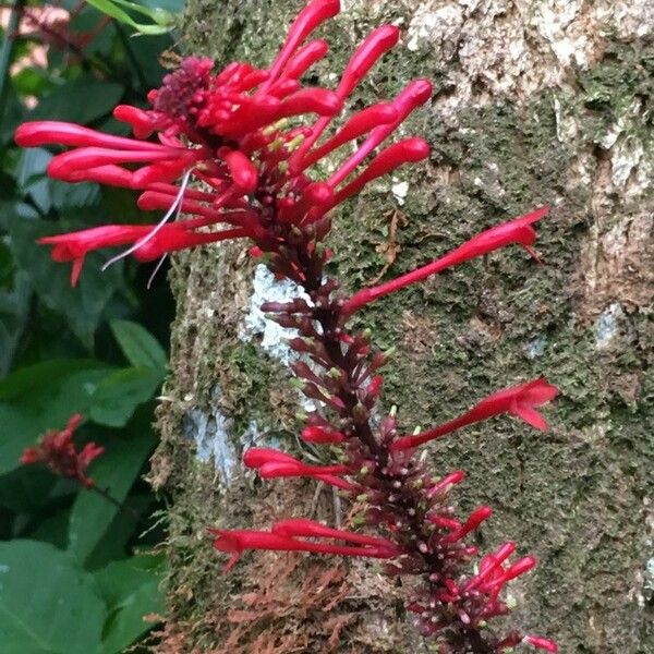 Odontonema cuspidatum Flower