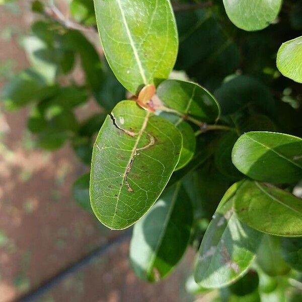 Carissa carandas Leaf