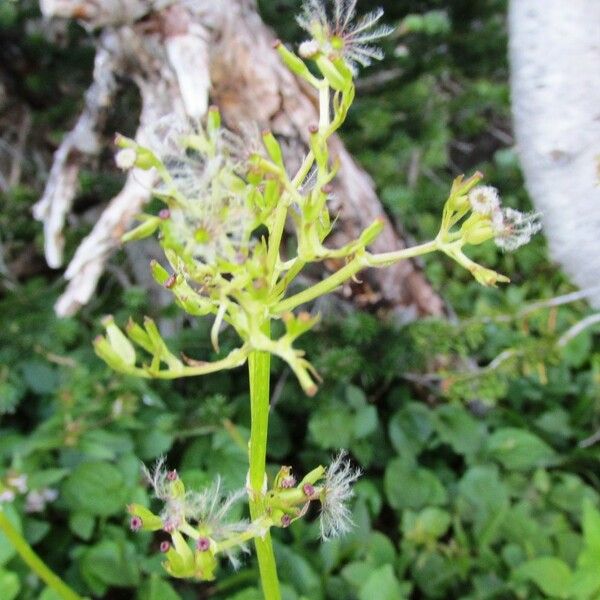 Valeriana sitchensis ফুল