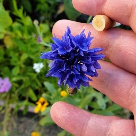 Cyanus segetum Flower