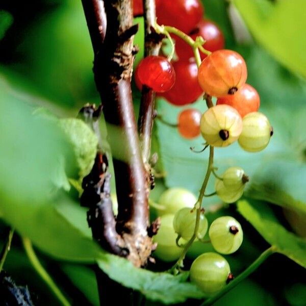 Ribes rubrum Hedelmä