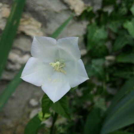 Ipomoea lacunosa 花