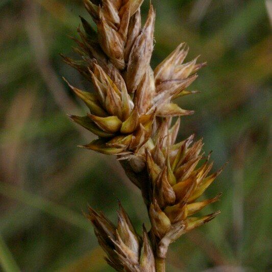 Carex colchica Fruct