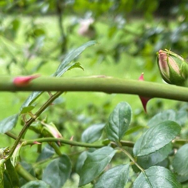 Rosa lucieae Casca