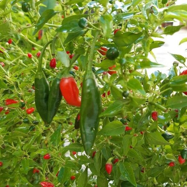 Capsicum baccatum Fruit