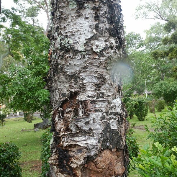 Araucaria cunninghamii Casca