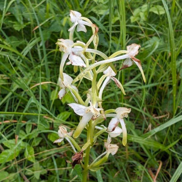 Platanthera chlorantha Cvet