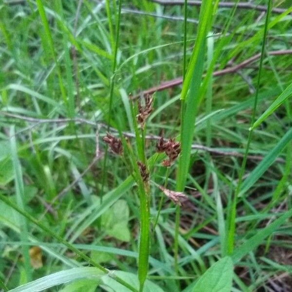 Luzula multiflora പുഷ്പം