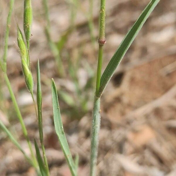 Bromus squarrosus Lehti