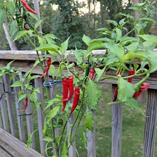 Capsicum frutescens ফল