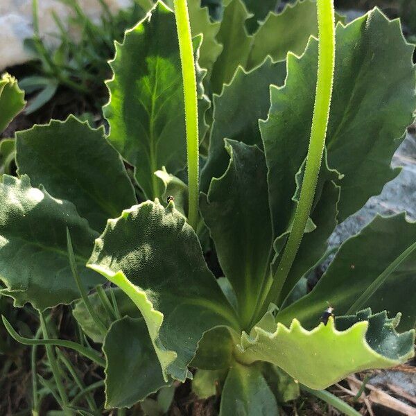 Primula latifolia Leaf